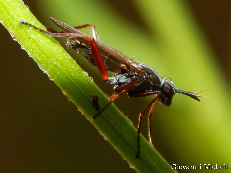 Sepedon sphegea (Sciomyzidae)